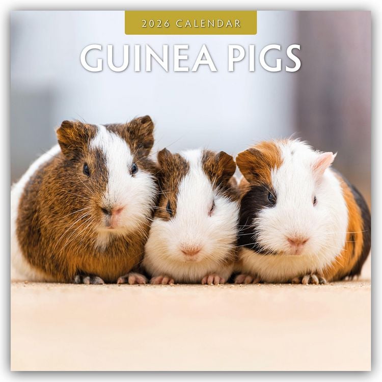 Produktbild: Guinea Pigs – Meerschweinchen 2026 – 16-Monatskalender