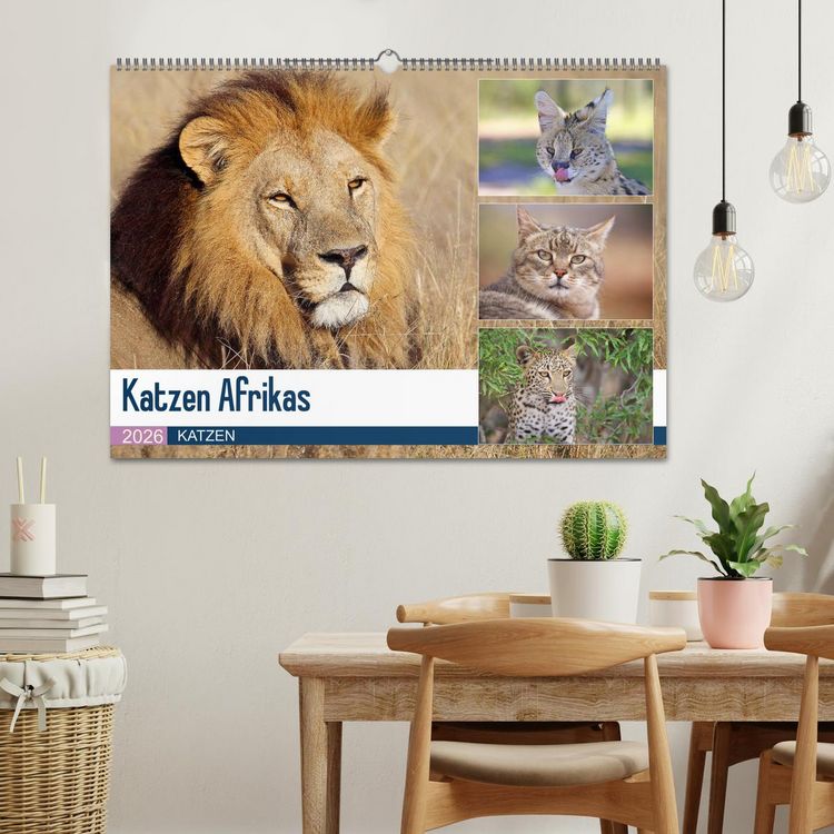 Produktbild: Katzen Afrikas (Wandkalender 2026 DIN A2 quer), CALVENDO Monatskalender