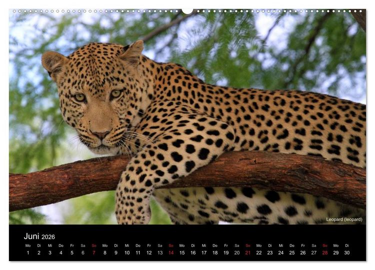 Produktbild: Raubkatzen (Wandkalender 2026 DIN A2 quer), CALVENDO Monatskalender