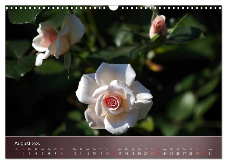 Produktbild: Zarte Sch&ouml;nheiten - Rosen (Wandkalender 2026 DIN A3 quer), CALVENDO Monatskalender