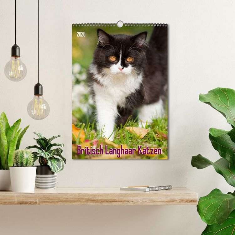 Produktbild: Britisch Langhaar Katzen (Wandkalender 2026 DIN A3 hoch), CALVENDO Monatskalender