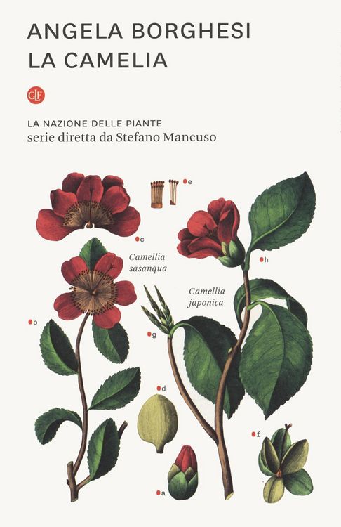 Produktbild: La camelia. La nazione delle piante
