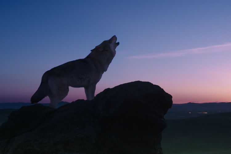 Produktbild: Der letzte Wolf