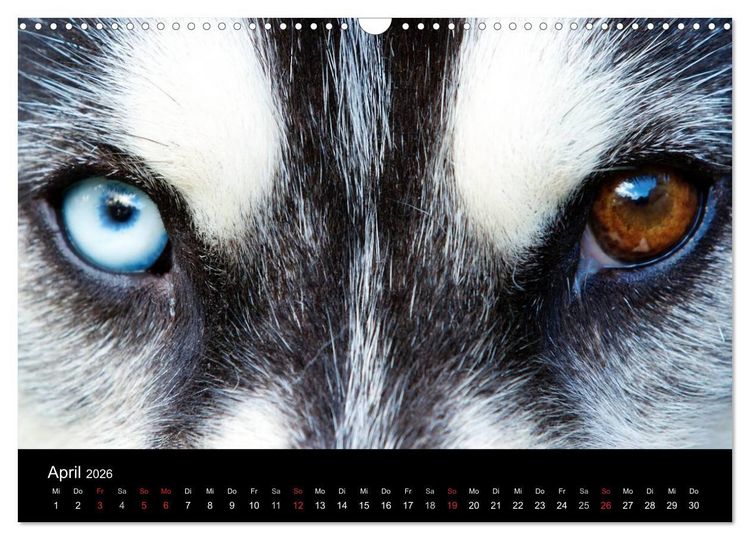 Produktbild: Huskys (Wandkalender 2026 DIN A3 quer), CALVENDO Monatskalender