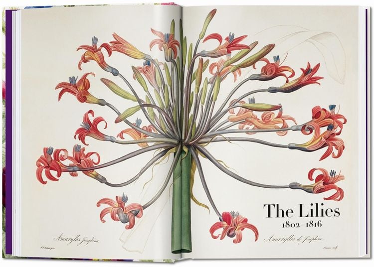 Pierre-Joseph Redouté. The Book of Flowers