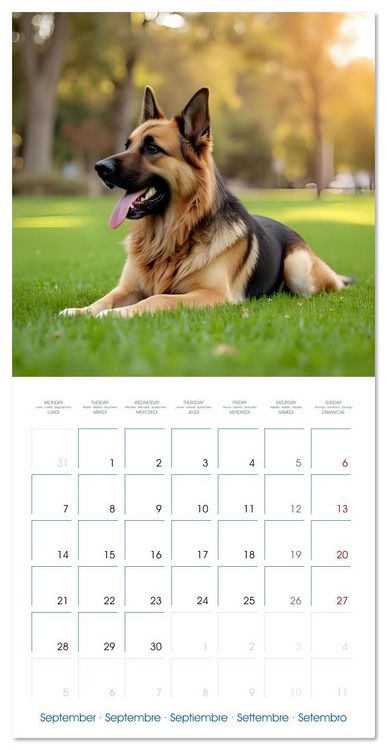 Produktbild: German Shepherds around the year (Wall Calendar 2026 12 &times; 12 Inch) CALVENDO 12 Month Wall Calendar