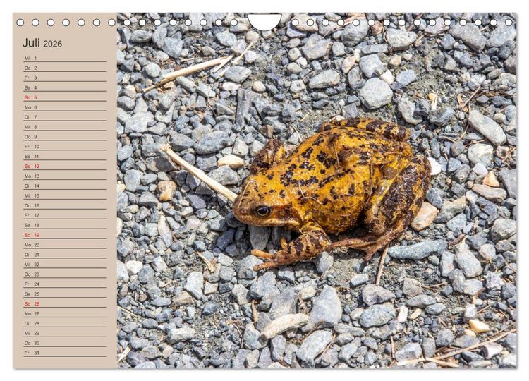 Produktbild: Wir sind die Stars am Wasser (Wandkalender 2026 DIN A4 quer), CALVENDO Monatskalender