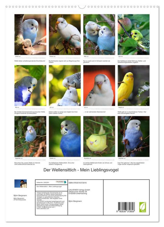Produktbild: Der Wellensittich - Mein Lieblingsvogel (Wandkalender 2026 DIN A2 hoch), CALVENDO Monatskalender