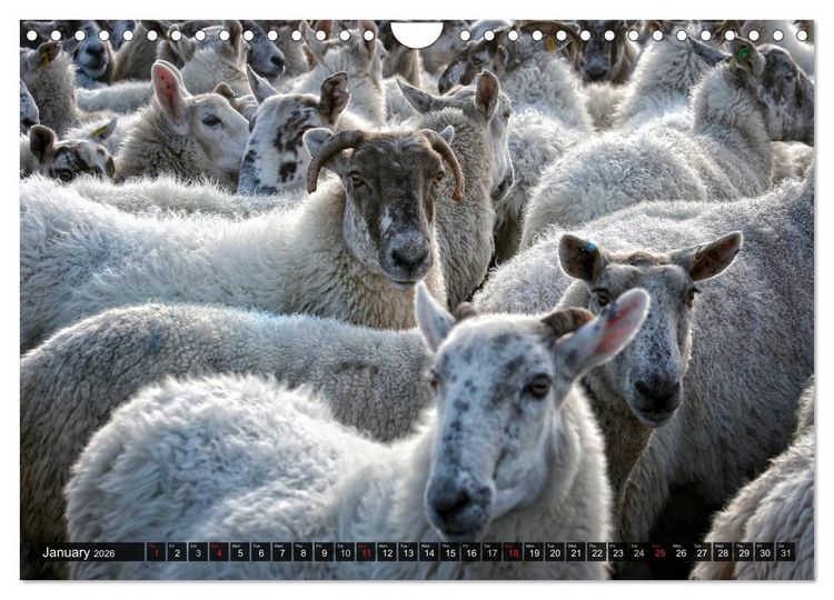 Produktbild: Sheep Portraits (Wall Calendar 2026 DIN A4 landscape), CALVENDO 12 Month Wall Calendar