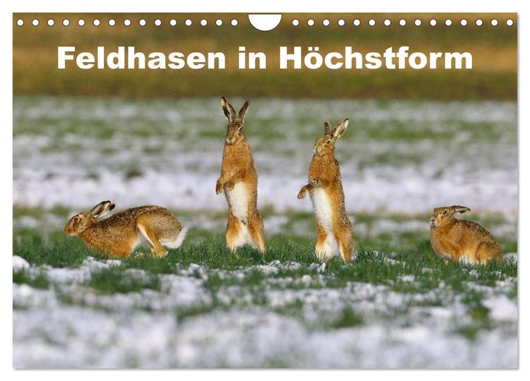 Produktbild: Feldhasen in H&ouml;chstform (Wandkalender 2026 DIN A4 quer), CALVENDO Monatskalender