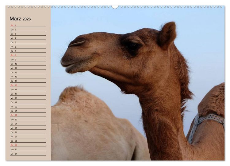 Produktbild: Kamele in der W&uuml;stensonne (hochwertiger Premium Wandkalender 2026 DIN A2 quer), Kunstdruck in Hochglanz