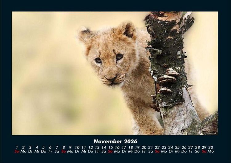 Produktbild: Tierkalender 2026 Fotokalender DIN A4