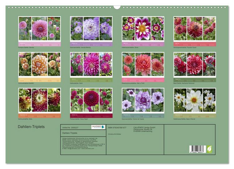 Produktbild: Dahlien-Triplets (Wandkalender 2026 DIN A2 quer), CALVENDO Monatskalender