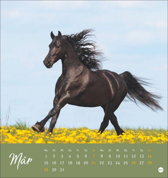 Produktbild: Pferde Postkartenkalender 2027 - Starke Freunde