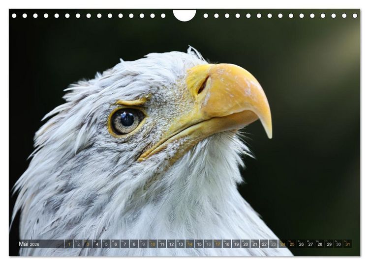 Produktbild: Imposante Vogelportr&auml;ts (Wandkalender 2026 DIN A4 quer), CALVENDO Monatskalender