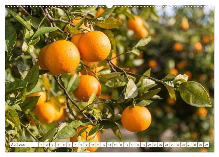 Produktbild: Emotionale Momente: Orangen & Zitronen. (Wandkalender 2026 DIN A2 quer), CALVENDO Monatskalender