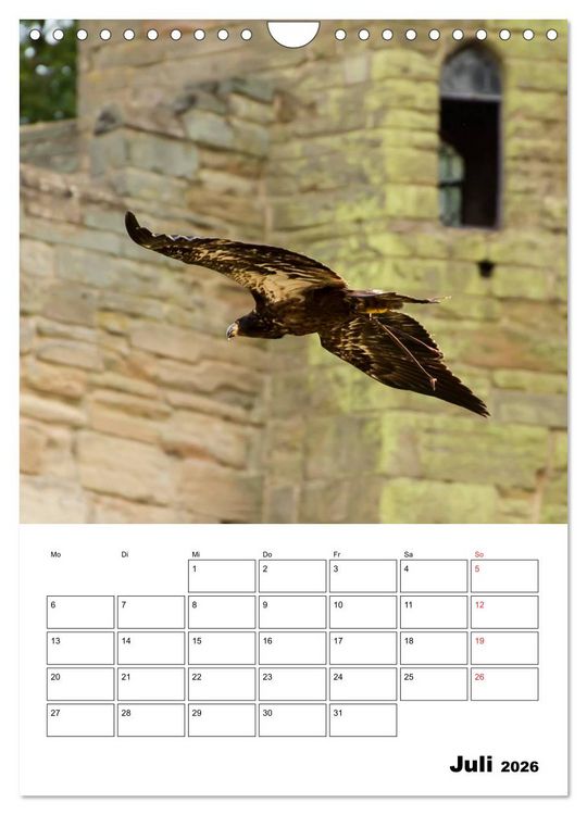 Produktbild: Raub- und Greifv&ouml;gel im Flug (Wandkalender 2026 DIN A4 hoch), CALVENDO Monatskalender