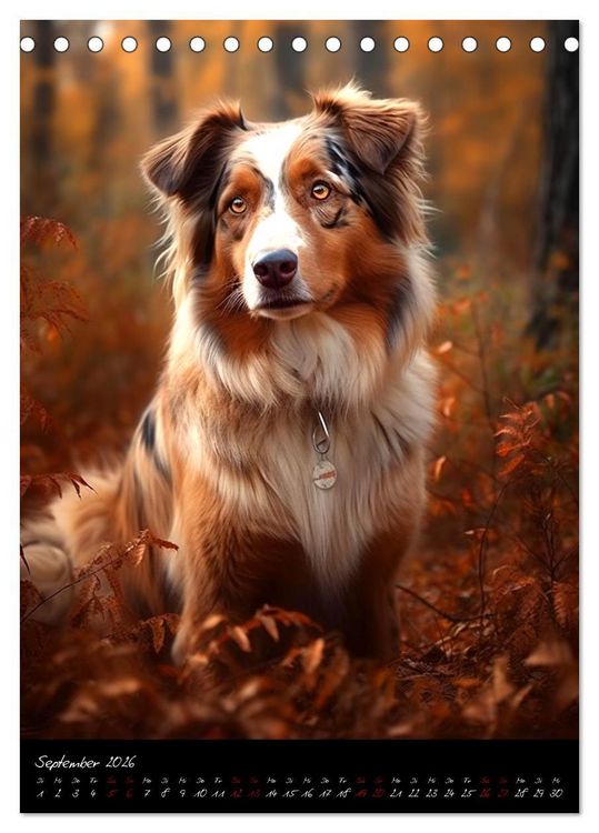 Produktbild: Australian Shepherd (Tischkalender 2026 DIN A5 hoch), CALVENDO Monatskalender
