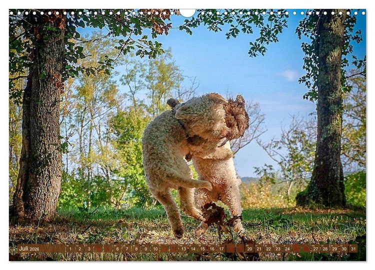 Produktbild: Lagotto Romagnolo Tanzende Tr&uuml;ffelnasen (Wandkalender 2026 DIN A3 quer), CALVENDO Monatskalender