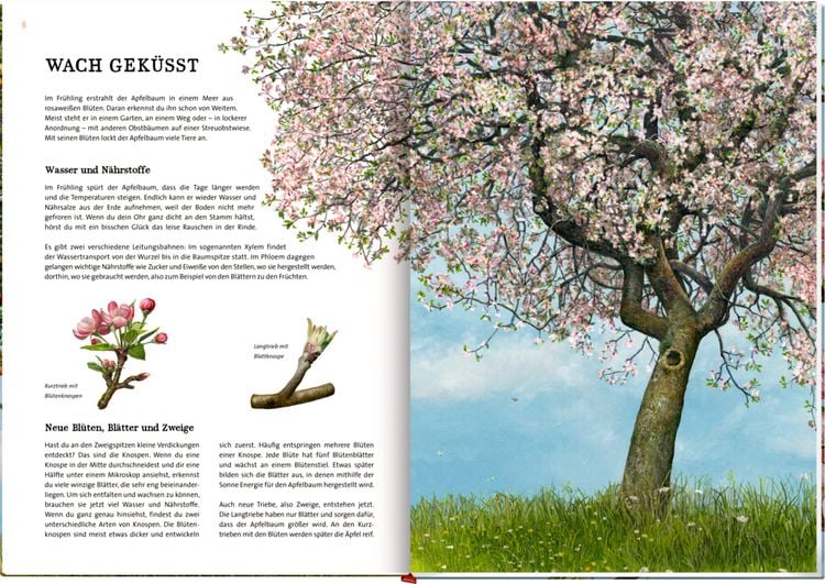 Produktbild: Das gro&szlig;e Buch vom Apfelbaum