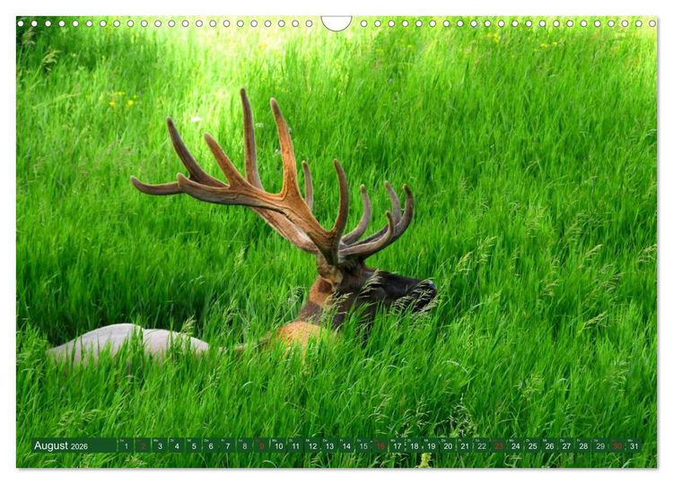 Produktbild: Der Yellowstone Nationalpark (Wandkalender 2026 DIN A3 quer), CALVENDO Monatskalender