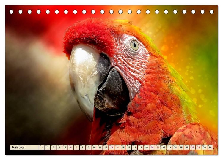 Produktbild: Mein bunter Papagei (Tischkalender 2026 DIN A5 quer), CALVENDO Monatskalender
