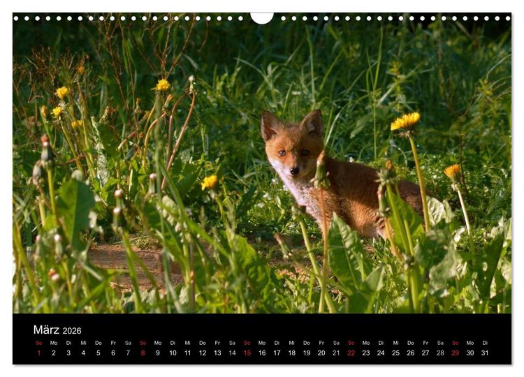 Produktbild: Faszination Wald. Waldimpressionen aus Nordhessen von Lutz Klapp (Wandkalender 2026 DIN A3 quer), CALVENDO Monatskalender