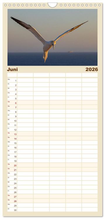 Produktbild: Familienplaner 2026 - Basst&ouml;lpel - Helgolands faszinierende V&ouml;gel mit 5 Spalten (Wandkalender, 21 x 45 cm) CALVENDO