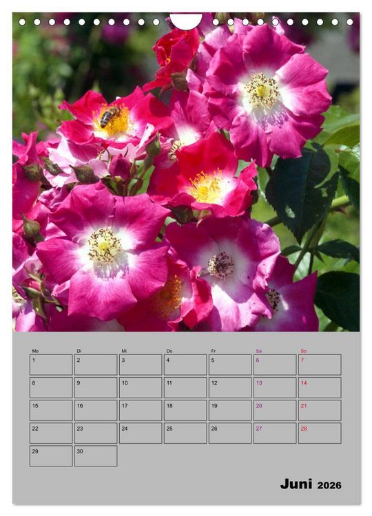 Produktbild: Rosen - Symbol der Liebe und Verehrung (Wandkalender 2026 DIN A4 hoch), CALVENDO Monatskalender