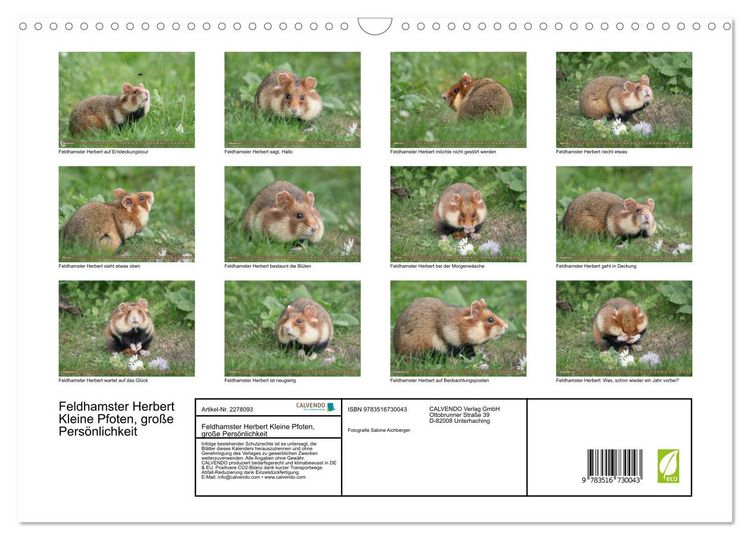 Produktbild: Feldhamster Herbert Kleine Pfoten, gro&szlig;e Pers&ouml;nlichkeit (Wandkalender 2026 DIN A3 quer), CALVENDO Monatskalender