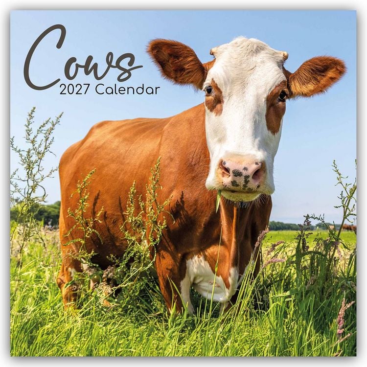 Produktbild: Cows &ndash; K&uuml;he 2027 &ndash; 16-Monatskalender