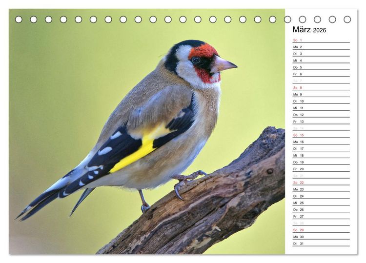 Produktbild: Unsere heimischen Gartenv&ouml;gel (Tischkalender 2026 DIN A5 quer), CALVENDO Monatskalender