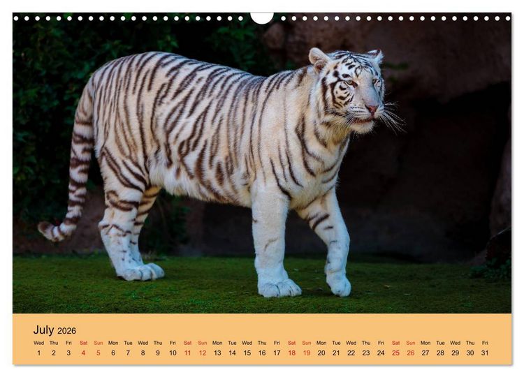 Produktbild: Just Bengal Tigers (Wall Calendar 2026 DIN A3 landscape), CALVENDO 12 Month Wall Calendar