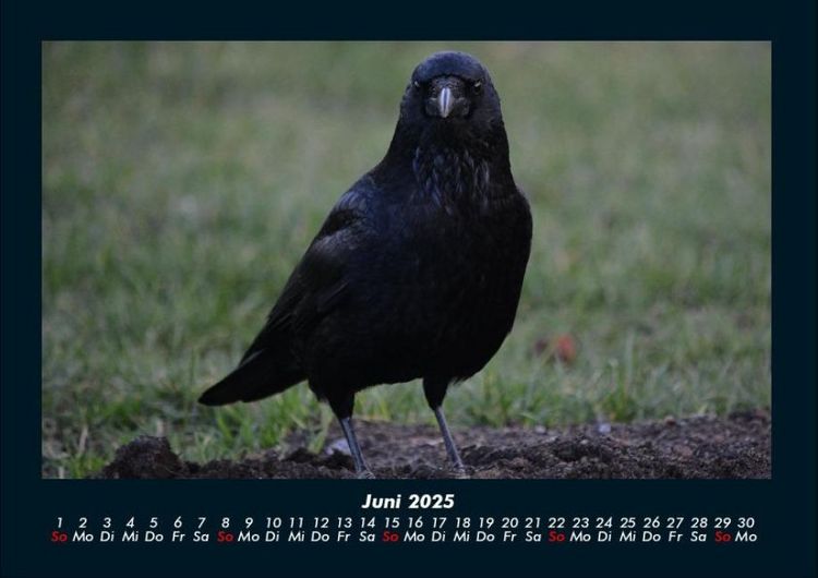 Produktbild: Vogelparadies 2025 Fotokalender DIN A4