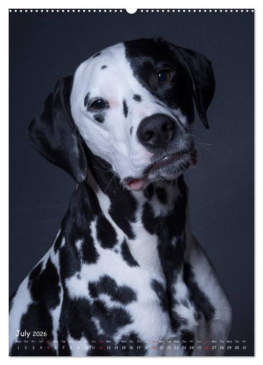 Produktbild: Dogs in Style (High Quality Premium Wall Calendar 2026 DIN A2 portrait),CALVENDO 12 Month Wall Calendar
