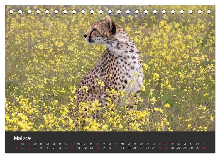Produktbild: Geparden. Die eleganten Katzen. (Tischkalender 2026 DIN A5 quer), CALVENDO Monatskalender