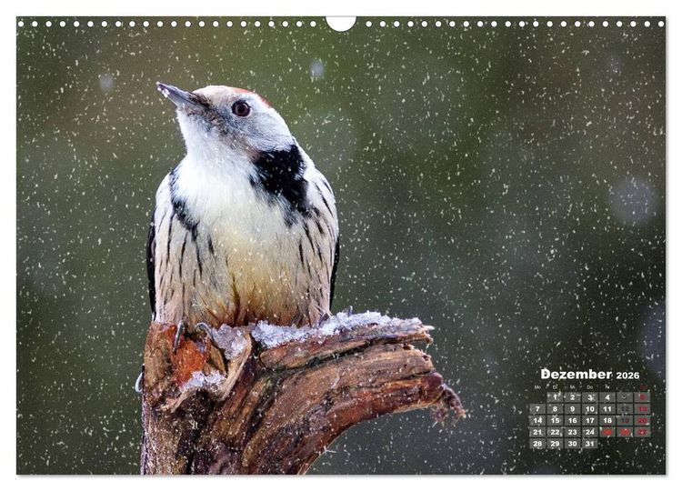 Produktbild: NATUR PUR - Singv&ouml;gel ganz nah (Wandkalender 2026 DIN A3 quer), CALVENDO Monatskalender