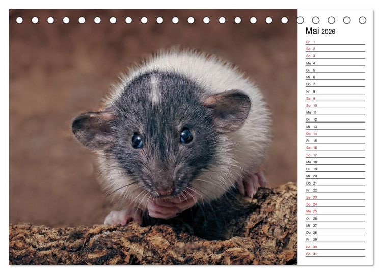 Produktbild: Ratten. Kleine Nager, gro&szlig;es Herz. (Tischkalender 2026 DIN A5 quer), CALVENDO Monatskalender