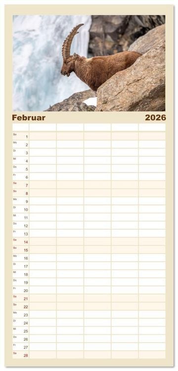 Produktbild: Familienplaner 2026 - Steinb&ouml;cke - Eindr&uuml;ckliche K&ouml;nige der Alpen mit 5 Spalten (Wandkalender, 21 x 45 cm) CALVENDO