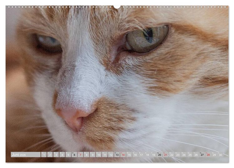Produktbild: Katzen Pers&ouml;nlichkeiten 2026 (hochwertiger Premium Wandkalender 2026 DIN A2 quer), Kunstdruck in Hochglanz