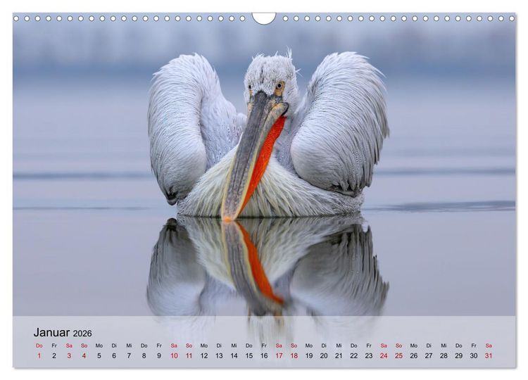 Produktbild: Krauskopfpelikane (Wandkalender 2026 DIN A3 quer), CALVENDO Monatskalender