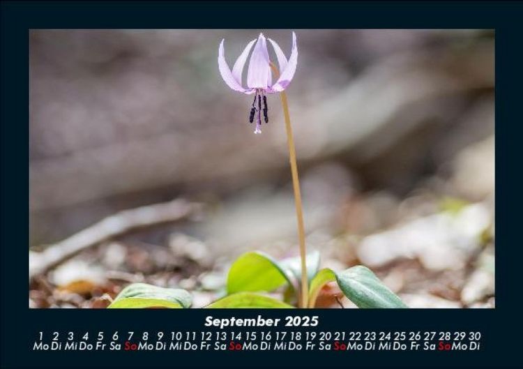 Produktbild: Blumentr&auml;ume 2025 Fotokalender DIN A5