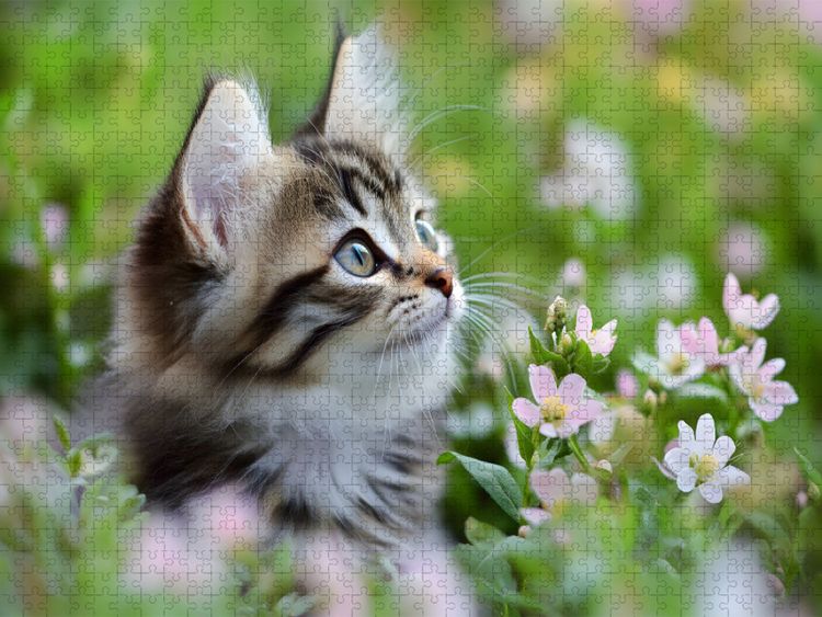 Produktbild: CALVENDO Puzzle Vertr&auml;umte Katze in der Wiese | 2000 Teile Lege-Gr&ouml;&szlig;e 90x67cm Foto-Puzzle f&uuml;r gl&uuml;ckliche Stunden