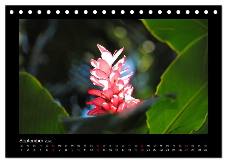 Produktbild: Aloha Bl&uuml;tenzauber aus Hawaii (Tischkalender 2026 DIN A5 quer), CALVENDO Monatskalender