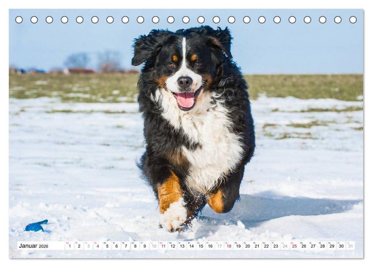 Produktbild: Ein Herz auf 4 Pfoten - Berner Sennenhund (Tischkalender 2026 DIN A5 quer), CALVENDO Monatskalender