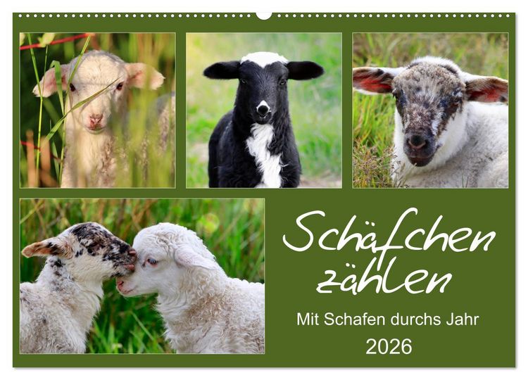 Produktbild: Sch&auml;fchen z&auml;hlen - Mit Schafen durchs Jahr (Wandkalender 2026 DIN A2 quer), CALVENDO Monatskalender