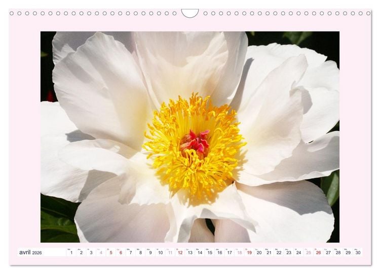 Produktbild: Pivoines - Roses sans &eacute;pines (Calendrier mural 2026 DIN A3 vertical), CALVENDO calendrier mensuel