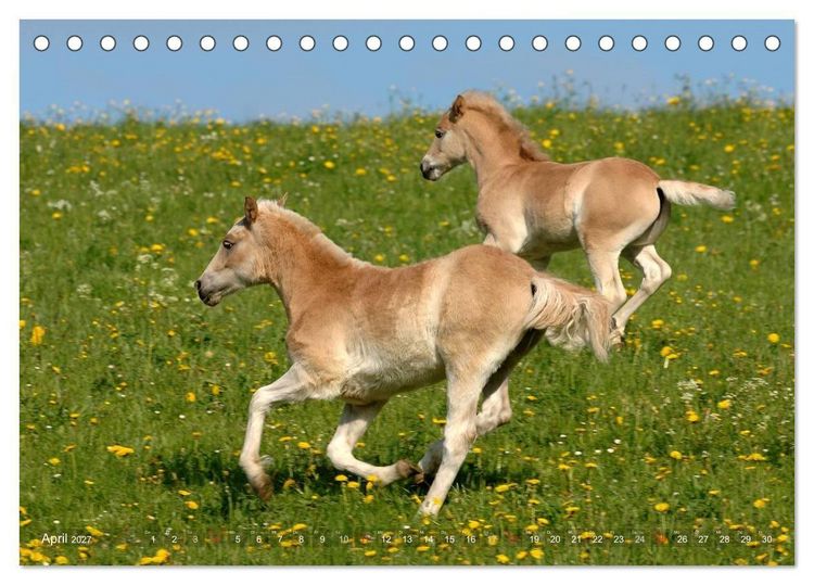 Produktbild: Haflinger Sch&ouml;nheiten (Tischkalender 2027 DIN A5 quer), CALVENDO Monatskalender