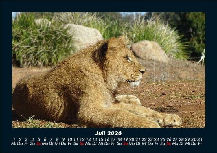 Produktbild: L&ouml;wen in der Wildnis 2026 Fotokalender DIN A5