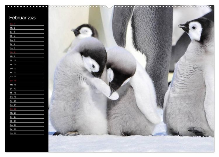 Produktbild: Pinguine - Kaiser- und K&ouml;nigspinguine (hochwertiger Premium Wandkalender 2026 DIN A2 quer), Kunstdruck in Hochglanz